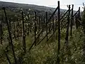 Stützpfähle zur Stabilisierung eines Spaliers