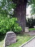 Gedenkstein an der Friedenslinde