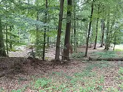Das umfangreiche, nahe gelegene Hügelgräberfeld