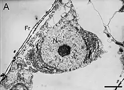 TEM-Aufnahme: Ultradünnschnitt von N. reversa Stamm KT30. Balken: 1&nbsp;µm, Fr: Frustel; N: Zellkern.