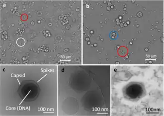 Morphologische Merkmale von „Ushikuvirus“-Partikeln und zytopathischer Effekt (CPE) infizierter Zellen