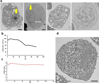 Morphologische Veränderungen von Vermamoeba-Zellen nach Infektion mit „Ushikuvirus“