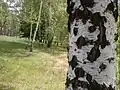 Naturschutzgebiet Mestecănișul de la Reci