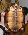 Plastron