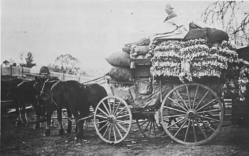 Australien: Wagenladung Wildkaninfelle (ca. 1905)