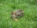 Wildkaninchen