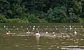 Badende im Raccoon Lake, 2007