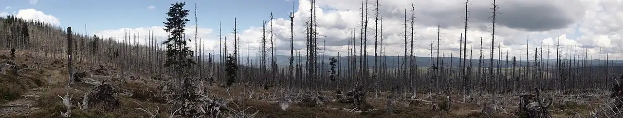 Panorama Ostseite Großer Rachel