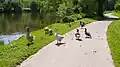 Gänse bei Schladern