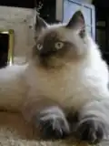 Farbmuster Colourpoint: Blue Point Ragdoll mit dunklen Glied­ma­ßen.