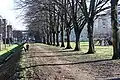 Lindenallee am ehemaligen Zentralplatz