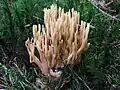Steife Koralle Ramaria stricta