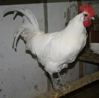 Ramelsloher