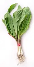Allium tricoccum (Ramps) (ähnlich ist Allium ochotense)