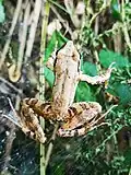 Italienischer Springfrosch (Beispielfoto)