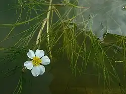 Flutender Wasserhahnenfuß (Ranunculus fluitans) wurde zur Rarität in der Wupper