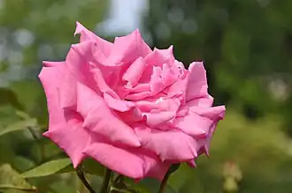 ‘Zéphirine Drouhin’, Bizot, 1868