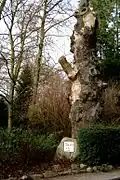 Die (abgestorbene) Blüchereiche (mit Gedenkstein) bei Ratekau – links die Neupflanzung