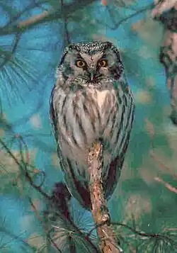 Raufußkauz (Aegolius funereus)