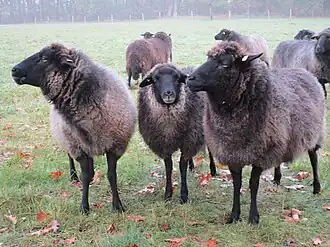 Rauhwolliges Pommersches Landschaf