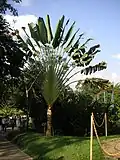 Habitus