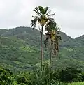 Palmähnlicher Habitus