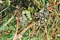 Stadien des Botrytis-Befalls