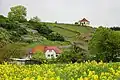 Blick auf die Rebhänge in Diesbar-Seußlitz
