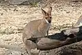 Rotnackenwallaby (Notamacropus rufogriseus)