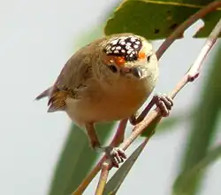 Rotbrauen-Panthervogel mit rotem Schnabelansatz