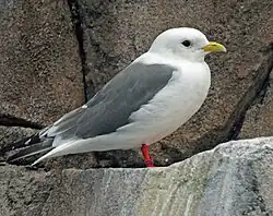 Klippenmöwe