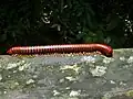 Tausendfüßer Trachelomegalus modestior