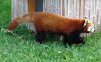 Westlicher Kleiner Panda