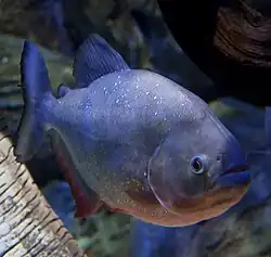 Piranhas
