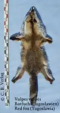 Jugoslawischer Rotfuchs