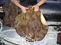 Harpunierter Rochen, ca. 25&nbsp;kg schwer