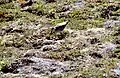 Regenbrachvogel am Nest