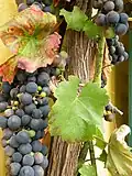 Traube und Blatt