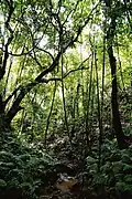Regenwald auf ʻEua