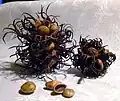 Reife Früchte
