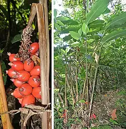 Renealmia alpinia