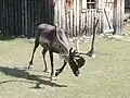 Karibu (Rangifer tarandus)