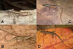 A: C. sp. ‘Maubisse’; B: C. sp. ‘South Coast’ aus Loré; C: C. sp. ‘Meleotegi River’; D: C. sp. ‘Baucau’