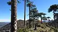 Araukarien im Reserva Forestal Malleco