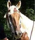 umgekehrte Blesse