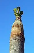Behandelte Palme, die sich erholt, nachdem sie vom Rüsselkäfer der Roten Palmrüssler angegriffen wurde