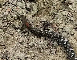 Rhabdophis bindi
