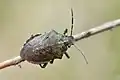 Rhacognathus punctatus