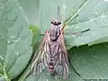 Rhagio annulatus