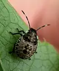 Nymphe